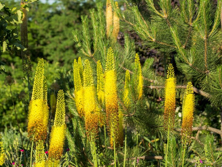 Leuchtend gelbe Steppenkerzen blühen aufrecht zwischen dunkelgrünen Nadeln von Kiefernzweigen. | © IMAGO/Pond5 Images