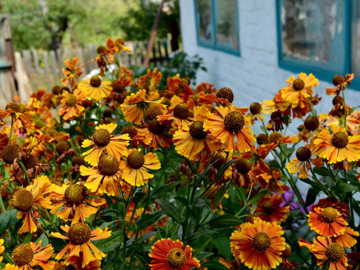 Orangefarbene Sonnenbräute mit dunklen Zentren stehen in voller Blüte vor einem rustikalen Gartenzaun und einem Haus mit blauen Fensterläden. | © Shutterstock/Bubushonok