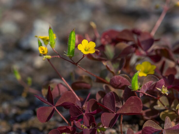 Sauerklee bekämpfen Sauerklee breitet sich mit purpurroten Blättern und leuchtend gelben Blüten aus.