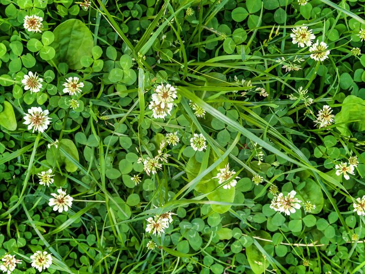 Grüner Klee und andere Wildpflanzen bedecken dicht den Boden, durchsetzt mit zarten weißen Blüten.