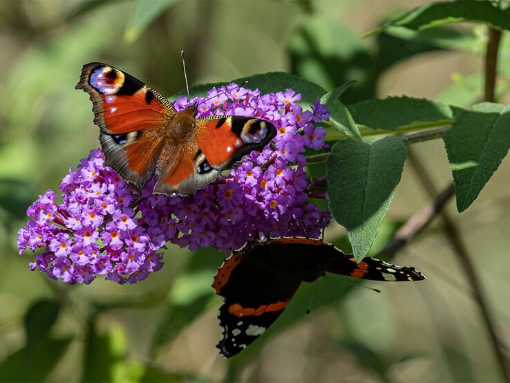 Schmetterling sitzt auf Schmetterlingsflieder