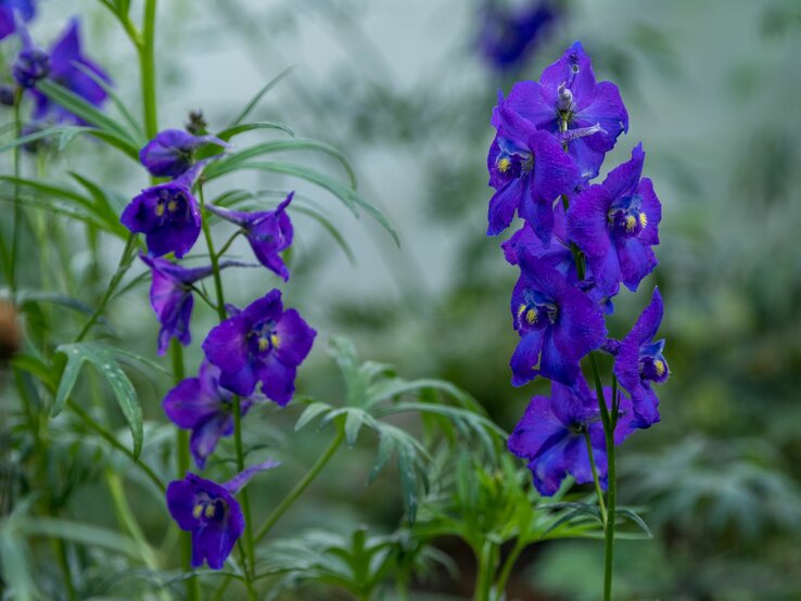 Ein Rittersporn in leuchtendem Blau steht vor einem verschwommenen grünen Hintergrund. | © Shutterstock/Danny Hummel