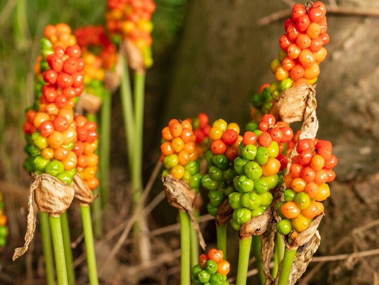 Mehrere Stängel des Gefleckten Aronstabs tragen leuchtend orange und grüne Beeren. | © Shutterstock/teddiviscious