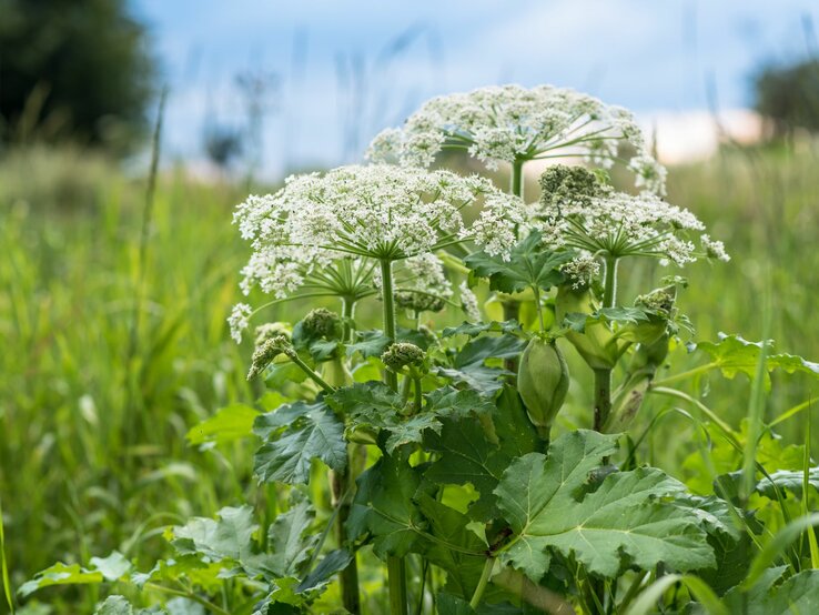 Der Riesen-Bärenklau präsentiert seine charakteristischen großen weißen Blütendolden über breiten grünen Blättern im Feld. | © Shutterstock/grisdee