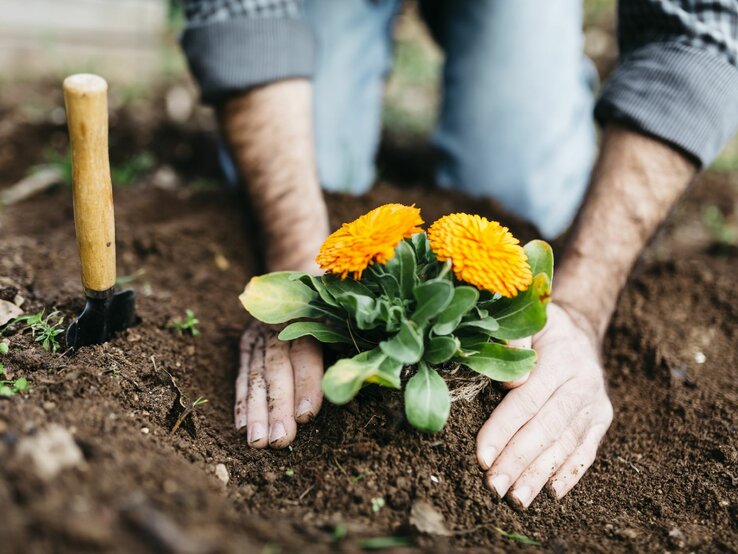 Zwei Hände graben auf einem Beet eine gelbe Blume in die Erde ein.