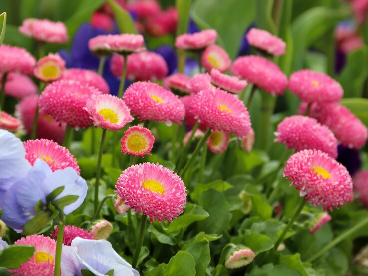 Pink blühende Bellis-Perennis und hellblaue Anemonen in einem frühlingshaften Beet.