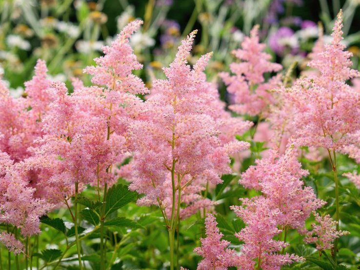 Blühende Prachtspiere in sanftem Rosa mit grünen Blättern wächst vor unscharfen Blüten im Hintergrund | © Shutterstock/Tunatura