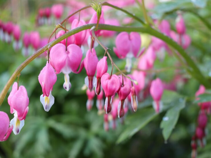 Tränendes Herz mit pinken, herzförmigen Blüten und Tautropfen im Fokus. | © Shutterstock/Galina Bolshakova 69