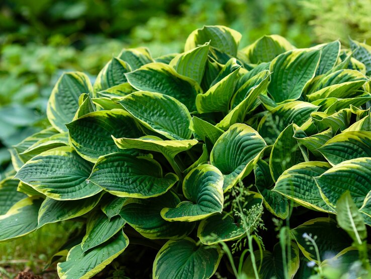 Funkien-Busch mit großen, grün-gelb panaschierten Blättern im Sonnenlicht. | © Shutterstock/Flower_Garden