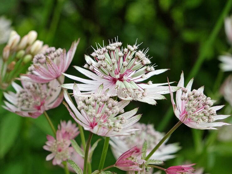 Eine prächtige Sterndolde mit zarten rosa Sprenkeln steht vor einer unscharfen grünen Kulisse im Fokus. | © Shutterstock/Alex Manders