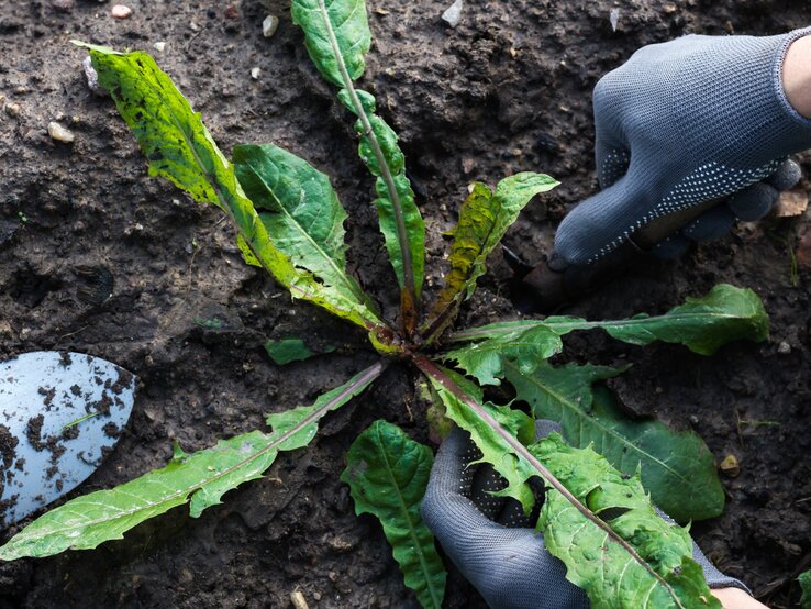 Gärtner entfernt sorgsam mit behandschuhten Händen Löwenzahn von feuchter, fruchtbarer Gartenerde.