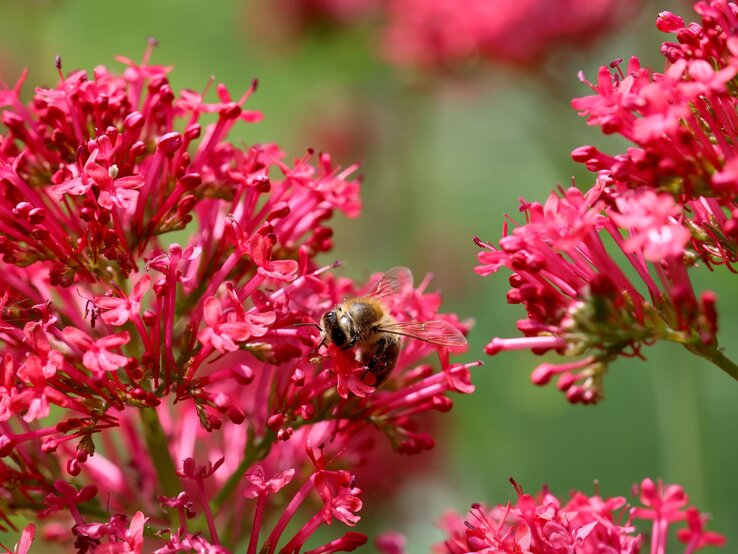 Eine Biene sammelt Pollen auf den leuchtend roten Blüten einer Roten Spornblume vor unscharfem grünen Hintergrund.