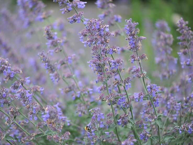 Eine kleine Hummel fliegt zwischen zarten lila Blüten der Katzenminze vor einem verschwommenem grünen Hintergrund. | © Shutterstock/Sergey V Kalyakin