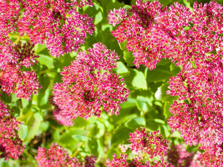 Stauden für pralle Sonne: Fetthenne | © Shutterstock/DK_2020 Prächtige pinke Blumenbüschel einer Fetthenne leuchten gegen frisches Grün. | © Shutterstock/DK_2020