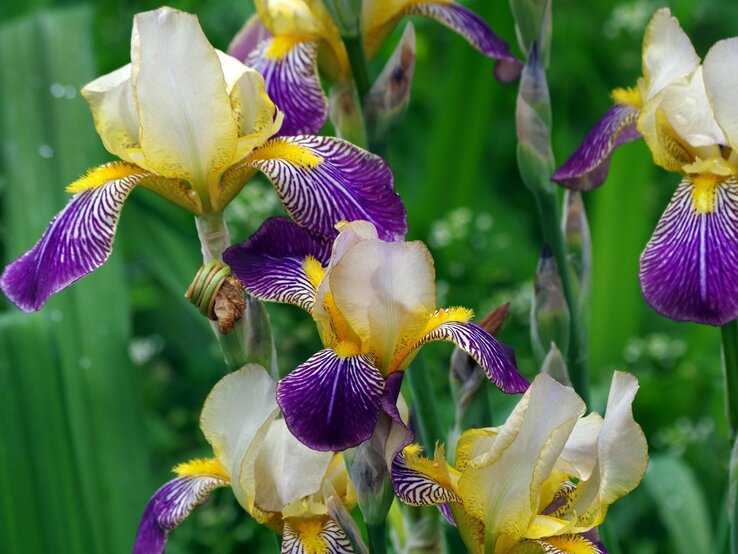 Stauden für pralle Sonne: Schwertlilie | © Shutterstock/KRIACHKO OLEKSII Eine Schwertlilie steht in voller Blüte, kontrastreich und vor grünem Blattwerk. | © Shutterstock/KRIACHKO OLEKSII