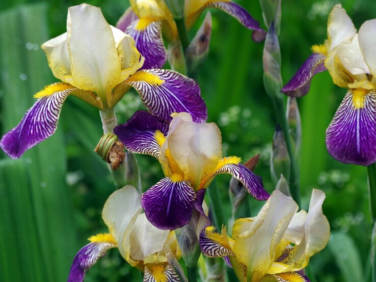 Eine Schwertlilie steht in voller Blüte, kontrastreich und vor grünem Blattwerk. | © Shutterstock/KRIACHKO OLEKSII