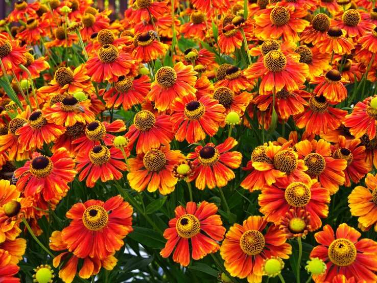 Stauden für pralle Sonne: Sonnenbraut | © Shutterstock/weha Sonnenbraut in warmen Orangetönen wächst in dichter Ansammlung. | © Shutterstock/weha