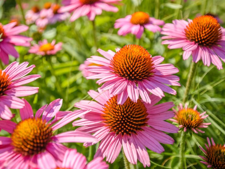 Stauden für pralle Sonne Strahlende pinke Sonnenhut-Blüten wachsen in sonnendurchflutetem Grün.