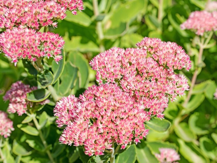 Sonnenbeschienene Fetthenne trägt pinkfarbene Blüten und fleischige Blättern. | © Shutterstock/M. Schuppich