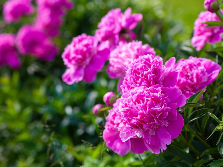 Leuchtend pinke Pfingstrosen stehen in voller Blüte mit grünem Blattwerk im Hintergrund. | © Shutterstock/Vladimir Zlotnik