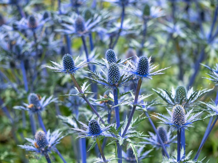 Mannstreu steht in Blüte mit stacheligen Blättern auf einem grünen Feld. | © Shutterstock/AngieC333