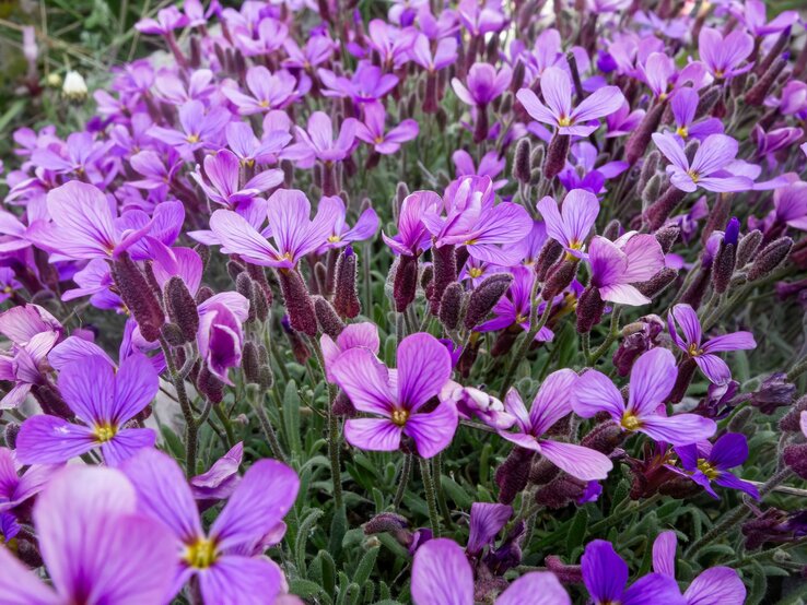 Satt lila blühende Blaukissen, die dicht an dicht wachsen. | © Shutterstock/TAMER YILMAZ