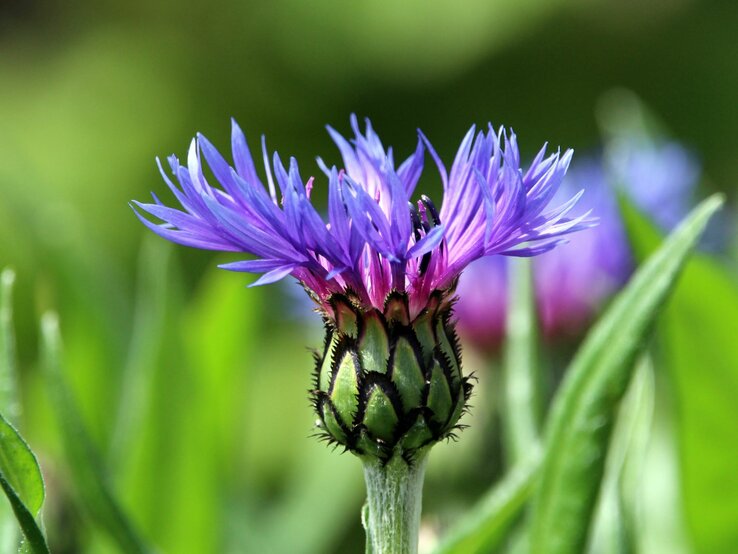 Eine Flockenblume trägt leuchtend blaue Blütenblätter umgeben von einem grünen, stacheligen Kelch. | © Shutterstock/fotosforyou_rk