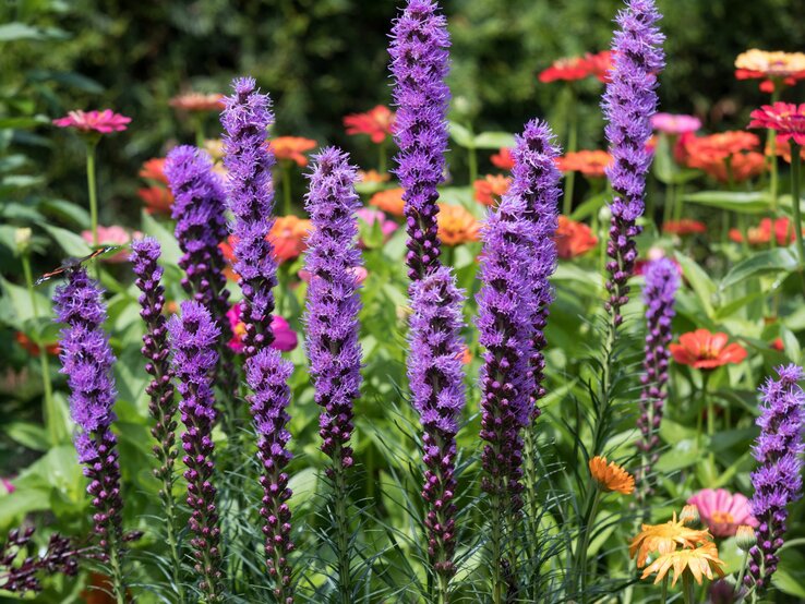 Blütenkerzen der Prachtscharte in intensivem Violett vor einem Hintergrund aus Zinnien.