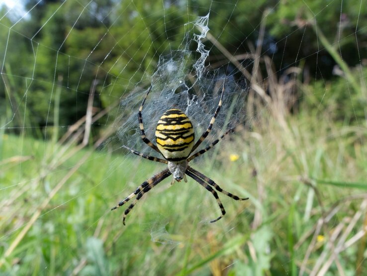 Wespenspinne in ihrem Netz in freier Natur. Die Spinne hat ein markantes gelb-schwarzes Streifenmuster auf dem Hinterleib, welches einer Wespe ähnelt, und ist von grüner Vegetation umgeben.