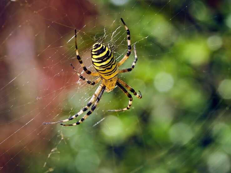 Wespenspinne mit ihrem auffälligen gelb-schwarzen Muster hängt inmitten ihres kunstvoll gewebten Netzes, umgeben von einem unscharfen grünen Hintergrund. | © imago images / STAR-MEDIA