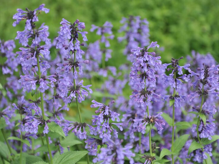 Blühende lila Katzenminze wächst mit grünen Blättern im Sommergarten. | © Shutterstock/Sergey V Kalyakin