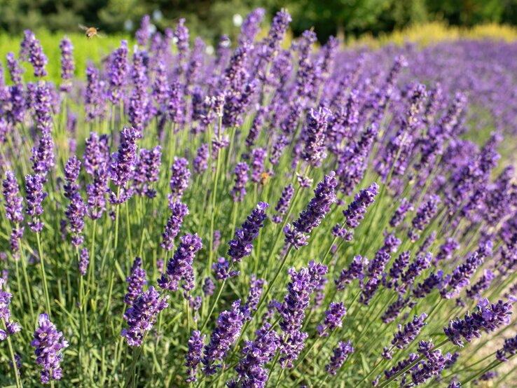 Leuchtendes Lavendelfeld bei Sonnenschein mit summender Biene im Hintergrund. | © Shutterstock/Vampiresse