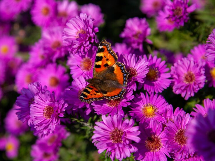 Ein Schmetterling sitzt auf rosafarbenen Stauden.