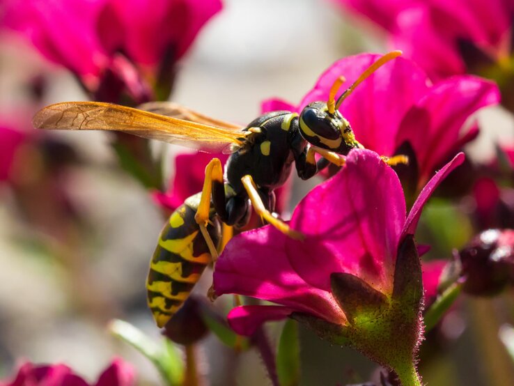 Wespe mit gelb-schwarzer Musterung sitzt auf der Blüte eines magentaroten Blumenkelchs.