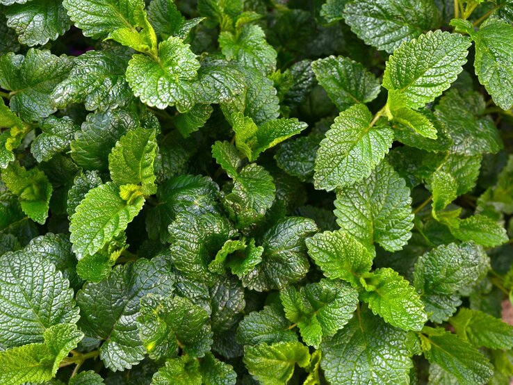 Frische grüne Zitronenmelisse wächst dicht im Garten. | © Shutterstock/milart