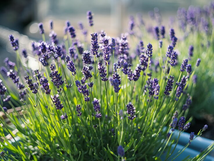 Lavendel wächst auf dem Balkon. | © Shutterstock/Christine Bird