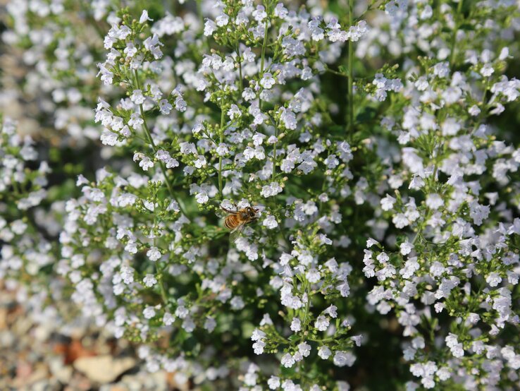 Summende Biene bei der Arbeit zwischen zahlreichen kleinen, weißen Bergminzenblüten. | © Shutterstock/reflexion I nature