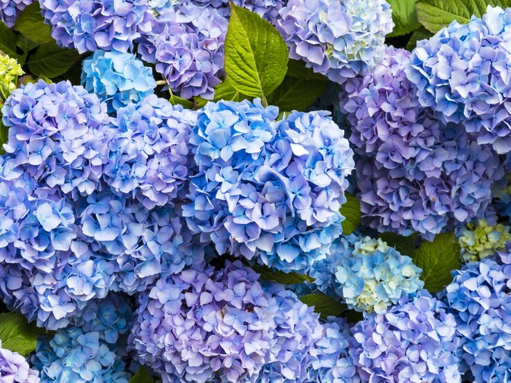 Blaue und violette Hortensien blühen dicht an dicht.