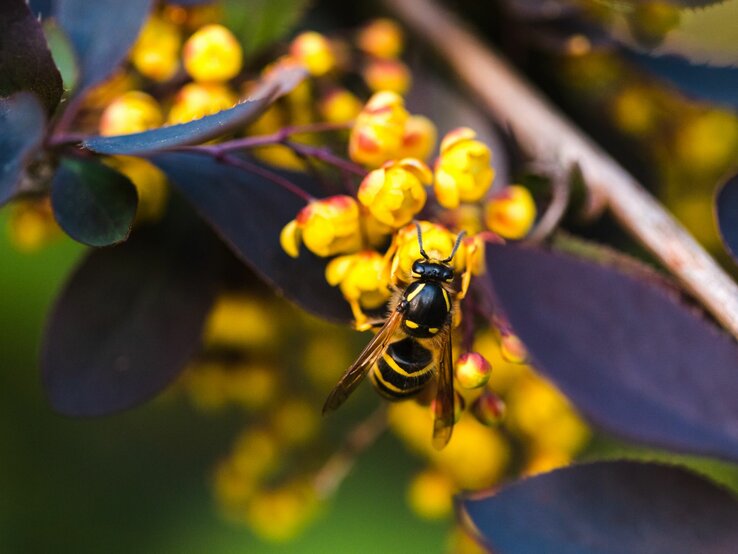 Eine Biene sitzt auf gelben Blüten einer Staude.