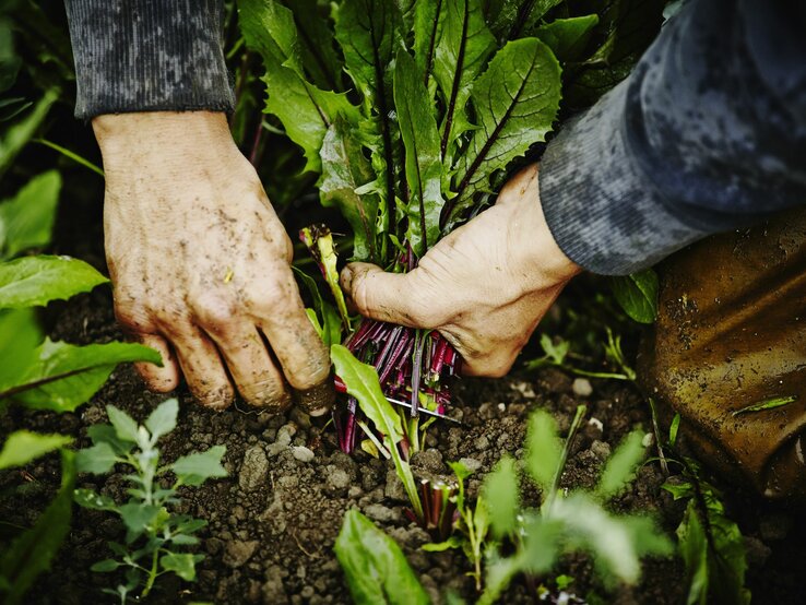 Erdbeschmierte Hände ernten frisches Rote-Bete-Bündel aus feuchter, dunkler Gartenerde.