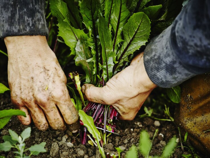 Erdbeschmierte Hände ernten frisches Rote-Bete-Bündel aus feuchter, dunkler Gartenerde.