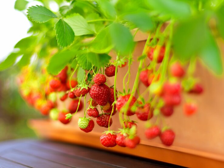 Blumentopf voller reifer Erdbeeren, umrahmt von grünem Laubwerk