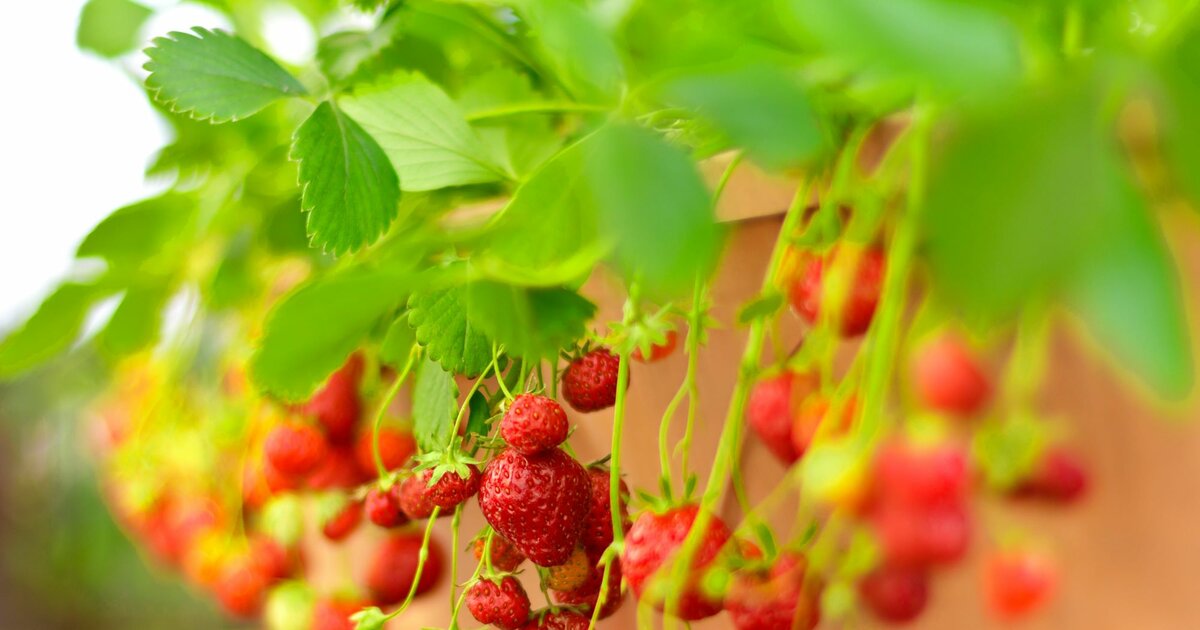 Kleiner Garten oder Balkon? Diese 6 Beerensträucher gedeihen auch im