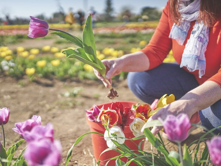 Frau mit orangefarbenem Oberteil pflückt bunte Tulpen in einem blühenden Feld an einem sonnigen Tag.