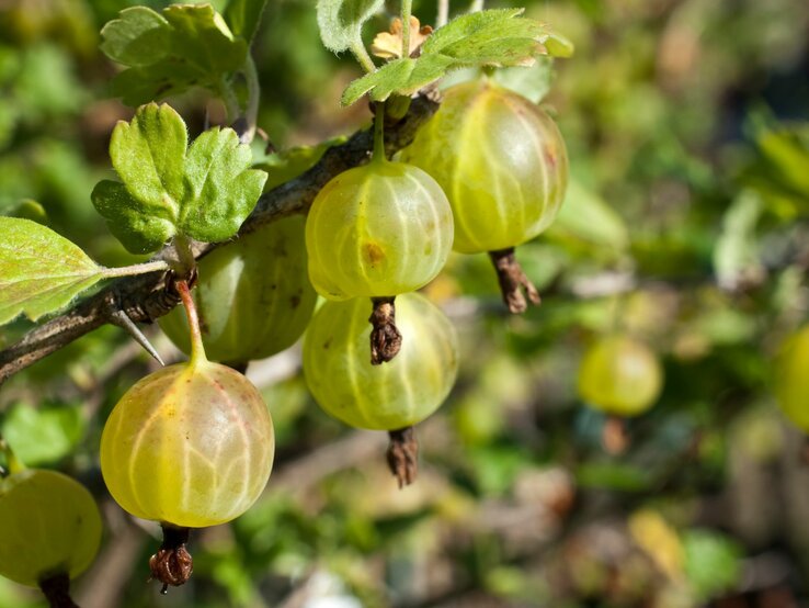 Grüne Stachelbeeren an einem Zweig mit Blattwerk im Gartenlicht. | © Adobe Stock/ Sonja Birkelbach