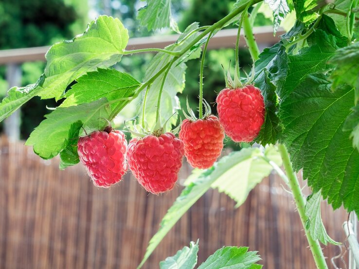 Hängende Himbeeren an einem Zweig vor grünen Blättern und Balkonabgrenzung. | © Adobe Stock/ piXuLariUm