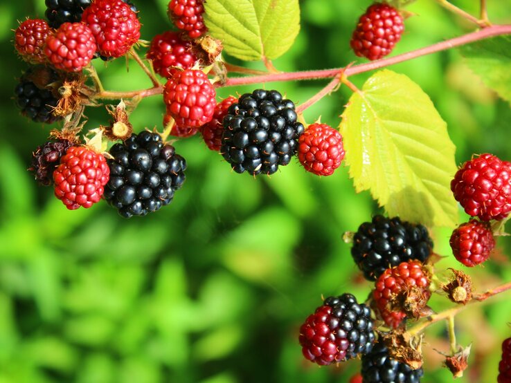 Saftige Brombeeren am Strauch, reif und unreif, inmitten grüner Blätter. | © Adobe Stock/ malinadings