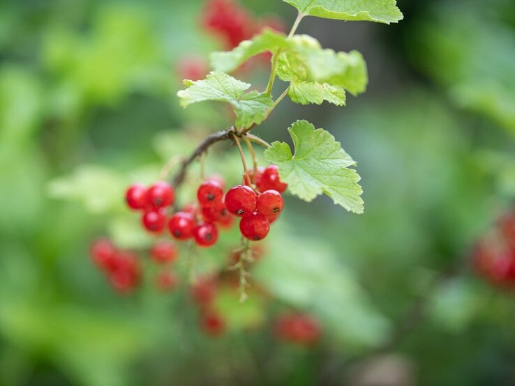 Leuchtend rote Johannisbeeren hängen an einem Zweig mit grünen Blättern.