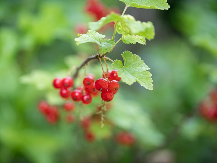 Leuchtend rote Johannisbeeren hängen an einem Zweig mit grünen Blättern. | © Adobe Stock/ Julia