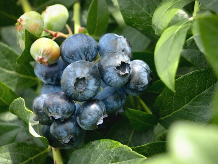 Nahaufnahme von saftigen Blaubeeren inmitten frischer Blätter. | © Adobe Stock/ weixx